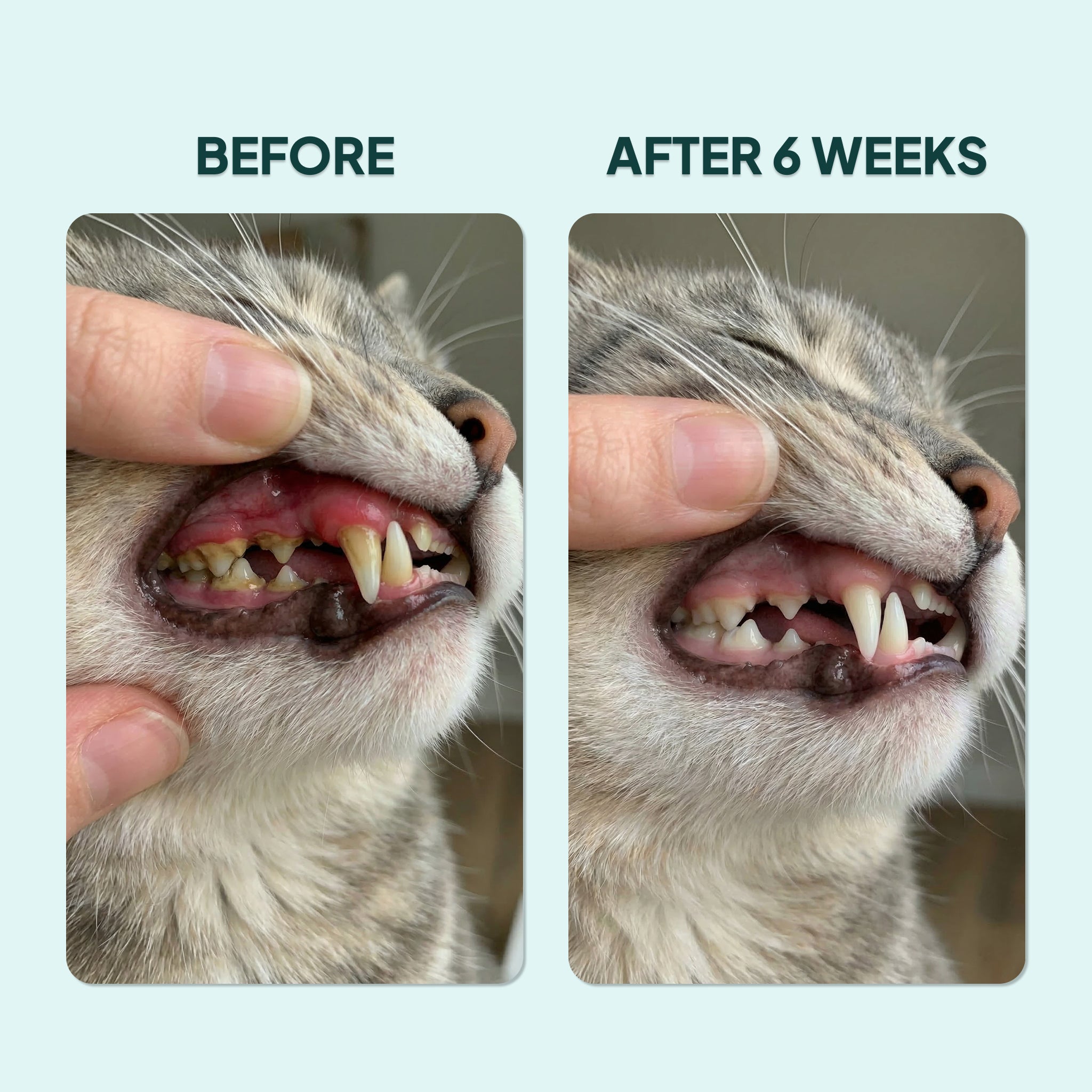 OraPurr — Senior Dental Defense