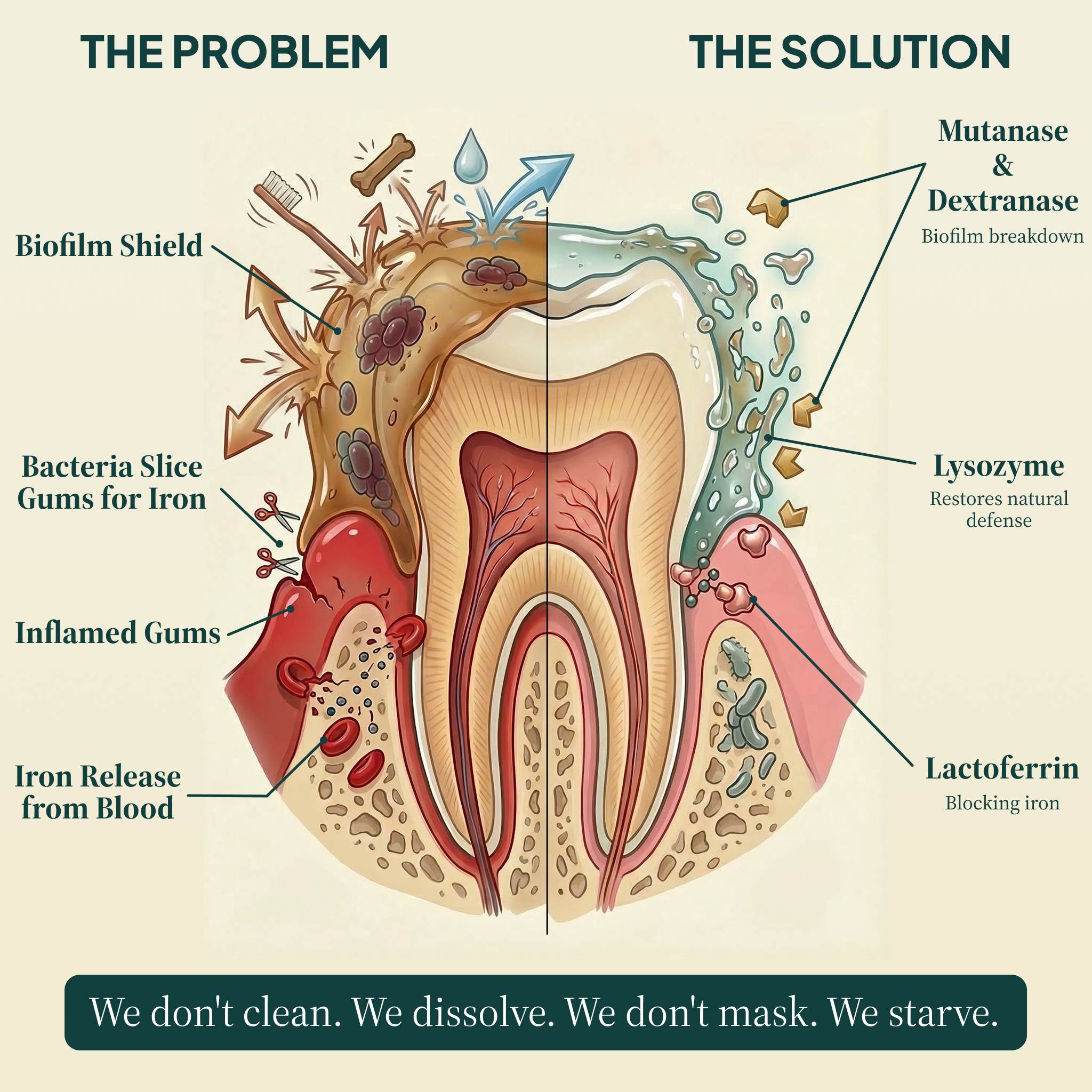OraPurr — Senior Dental Defense