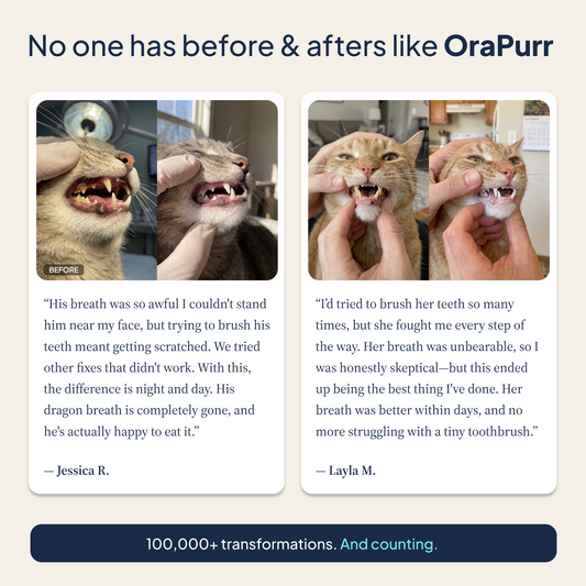 Daily Dental Defense